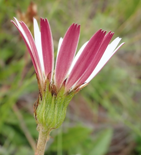Image of Gerbera serrata by (c) Nicola van Berkel, some rights reserved (CC BY-SA)