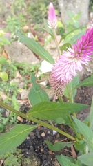 Persicaria maculosa