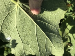 Allowissadula holosericea