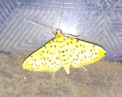 Conogethes