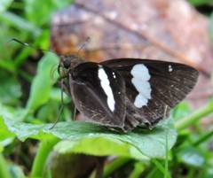 Notocrypta feisthamelii
