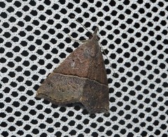Hypena iconicalis