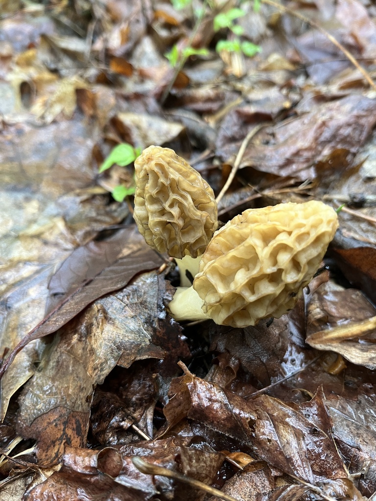 Two pale yellow morels side by side in wet leaf litter