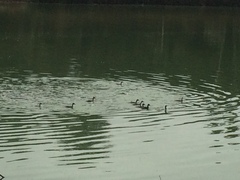 Podiceps