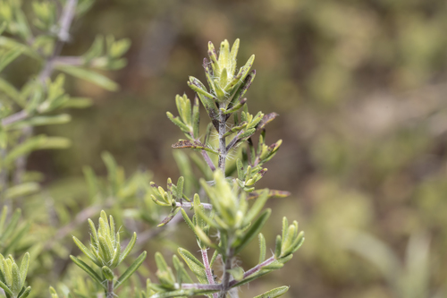 Thymbra spicata, photograph 6