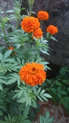 Tagetes erecta