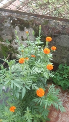 Tagetes erecta