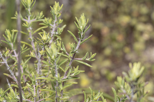 Thymbra spicata, photograph 5