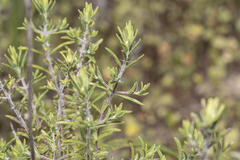 Thymbra spicata, photograph (c) Eleftherios Katsillis, some rights reserved (CC BY)