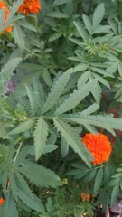 Tagetes erecta