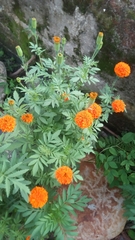 Tagetes erecta