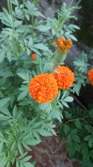 Tagetes erecta
