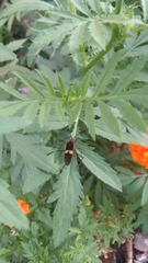 Hypselonotus interruptus