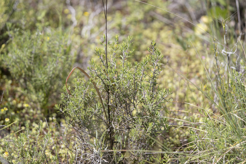 Thymbra spicata, photograph 4