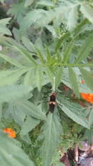 Hypselonotus interruptus