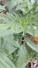 Hypselonotus interruptus