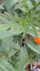 Hypselonotus interruptus