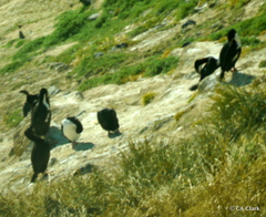 Leucocarbo chalconotus