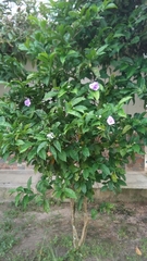 Brunfelsia pauciflora