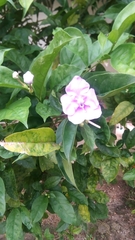 Brunfelsia pauciflora