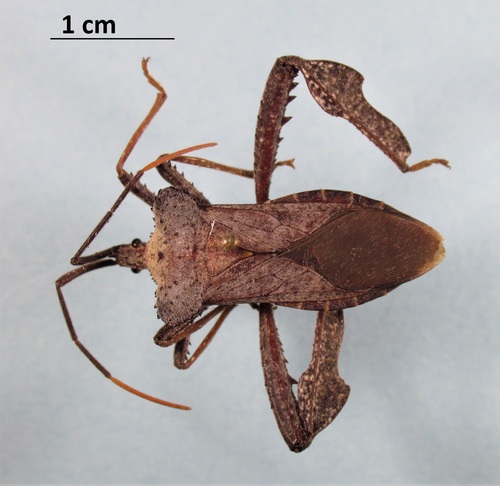 Acanthocephala alata