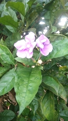 Brunfelsia pauciflora