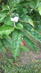 Brunfelsia pauciflora