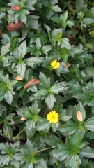 Sphagneticola trilobata