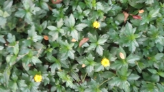 Sphagneticola trilobata