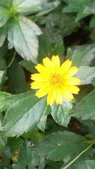 Sphagneticola trilobata