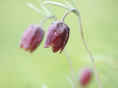 Fritillaria montana