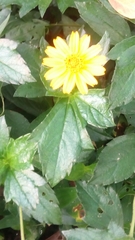 Sphagneticola trilobata