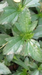 Sphagneticola trilobata