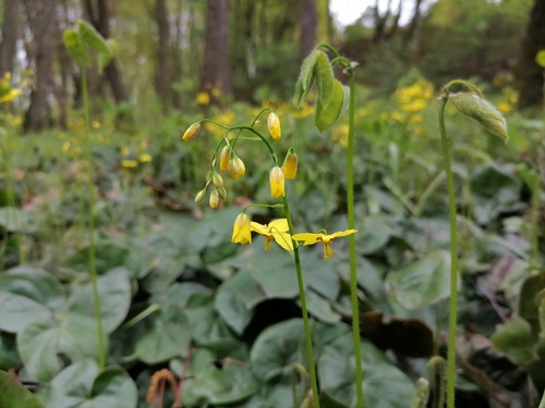 Наблюдение на iNaturalist