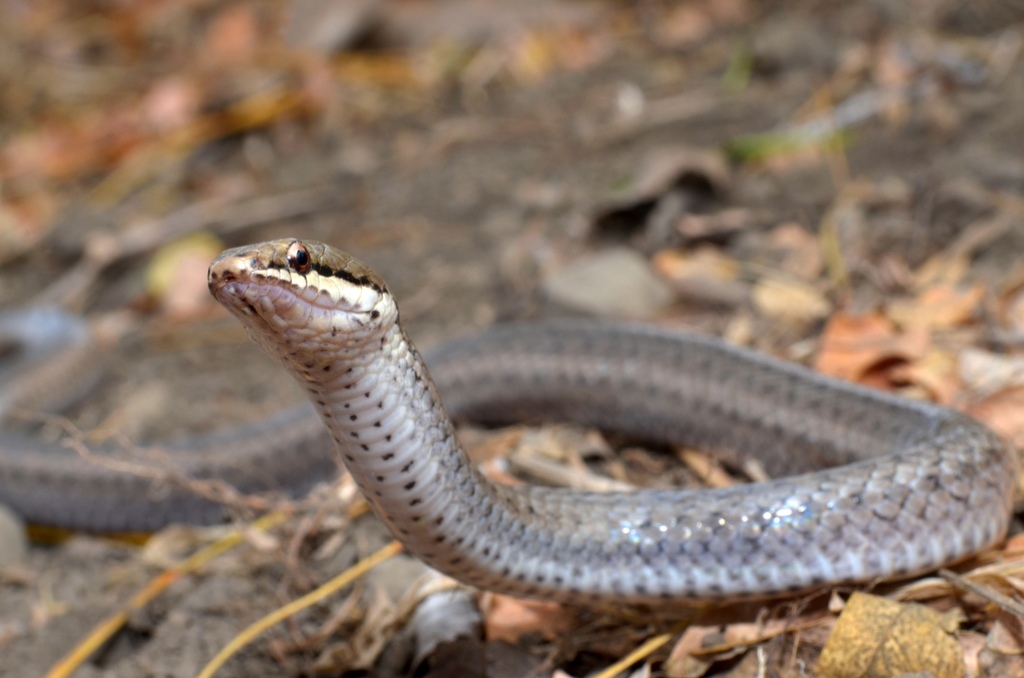 Mayotte Smooth Snake
