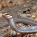 Mayotte Smooth Snake - Photo (c) verneau, some rights reserved (CC BY-NC-ND), uploaded by verneau