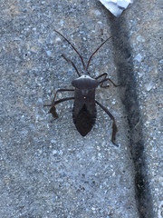 Acanthocephala declivis