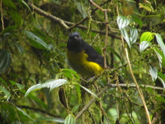 Phainoptila melanoxantha