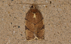 Argyrotaenia juglandana