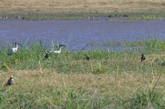 Threskiornis aethiopicus