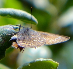 Callophrys