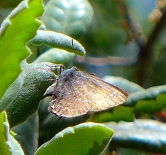Callophrys