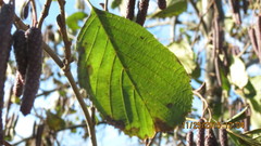 Alnus incana rugosa