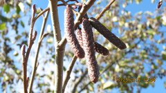 Alnus incana rugosa