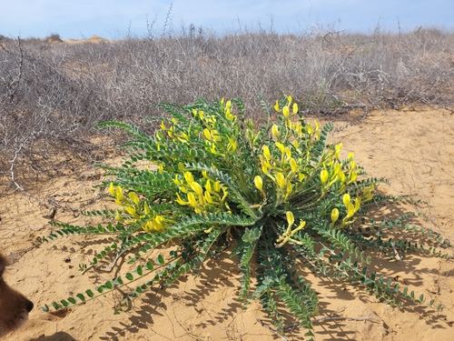 Astragalus longipetalus