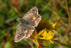 Pyrgus centralitaliae