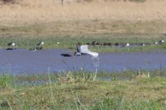 Ardea cinerea cinerea