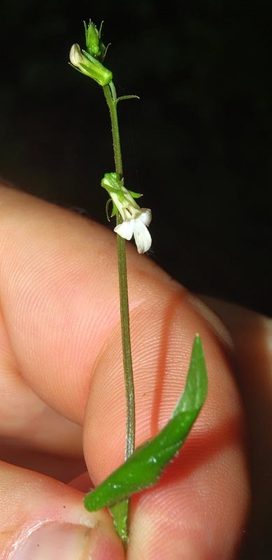 Lobelia malowensis
