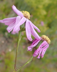 Senecio glastifolius