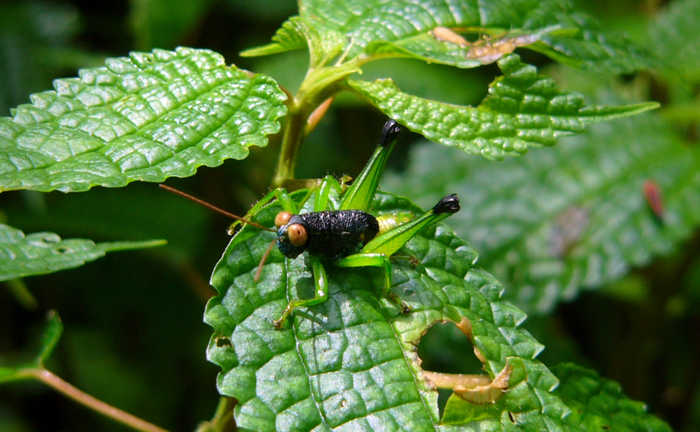 Rhachicreagra melanota